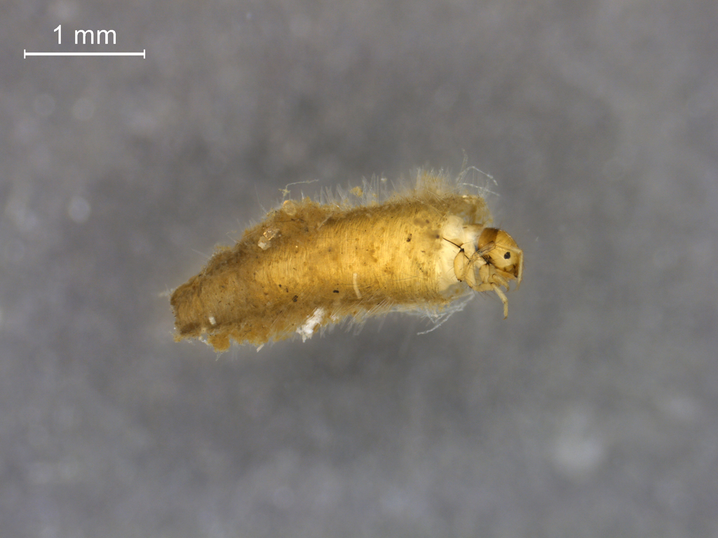 Ceraclea senilis